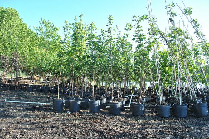 The Tree Farm at Lawrence Landscape