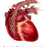 Heartworm Exams