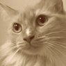 Why You Should Spay or Neuter Your Pet