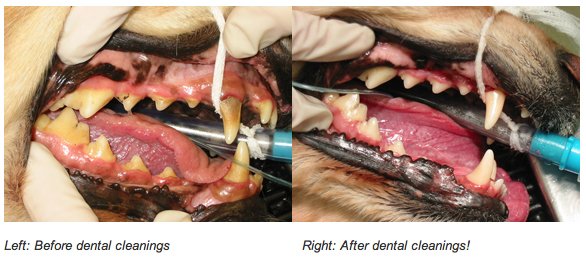 Dental Care