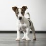 Why Mobile Grooming?