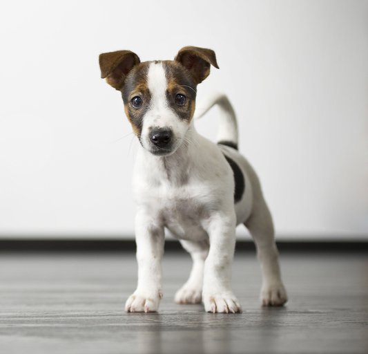 Why Mobile Grooming?