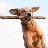 Online Pet Memorials