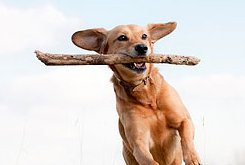 Online Pet Memorials
