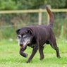 Senior Pet Care