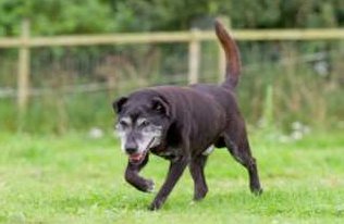 Senior Pet Care