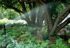 Irrigation Systems & Lighting