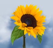 Small Business Checking Solutions