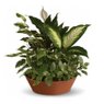 Plants