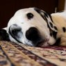 Fine Quality Rug, Carpet and Upholstery Cleaning