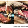 Dental Care