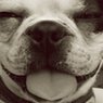 Animal Behavioral Issues