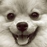 Keeping Your Pets Healthy