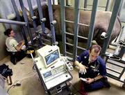 "This is what the whole darn thing is about,&squot;&squot; said chief
veterinarian Kirk Suedmeyer, right, who performed an ultrasound on
mother-to-be Luyisa, a rare eastern black rhinocerous at the Kansas
City Zoo.