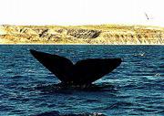 The tail of a Southern right Whale rises into the air off the
Valdes Peninsula, about 1,000 miles south of Buenos Aires,
Argentina. Some 600 whales have gathered in protected waters of the
South Atlantic to bear their calves and nurse them to size.