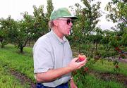 Greg Shipe of Davenport Orchards, east of Lawrence, stops to taste
a freshly picked yellow freestone peach. "We don't make any money
on peaches. I grow them because I like eating them," Shipe said.