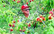 Floyd Ott of Eudora sifts though one of his peach trees laden with
fruit as he searches for peaches at the peak of ripeness.