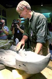 Smithsonian Museum specialist Pete Kroehler shows the new
computer-aided cast of a Triceratops jaw during its unveiling at
the Smithsonian.