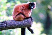 This red ruffed lemur is one of 150 animals being introduced to the
public this year at the Kansas City Zoological Park in Kansas City,
Mo. The animals are part of an effort to help the city celebrate
its sesquicentennial. Below right is a Wompoo fruit drove.