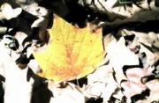 As the growing season winds down, and fall fades into winter, a
gardener's chores can be as simple as raking a pile of leaves from
the garden.