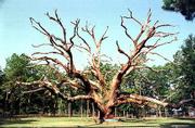Inspiration Oak, a huge, historic live oak that drew tens of
thousands of visitors during an attempt to save it from chain-saw
damage, now stands as the eerie centerpiece of its park in Magnolia
Springs, Ala.