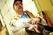 Terry Hatfield, rural Tonganoxie, received a surprise Friday
morning when he arrived at work in Lawrence to find one of his
female peacocks frozen down in the back of his pickup bed. Hatfield
and the peahen, which freed itself and now is fine, are shown
Friday evening.