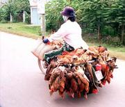 Believe it or not, there's a motorcycle under those live chickens a
rural entrepreneur is hauling to market in Saigon