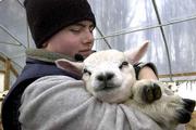 Francis Faillace, 16, of East Warren, Vt., hugs a 2-week-old lamb
on his family's farm. The Faillace family and supporters were
deeply concerned about the outcome of their 126 head of sheep since
hearing reports of the USDA seizing Houghton Freeman's Greensboro,
Vt., flock on Wednesday.