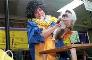 Ringmaster Jim Mendenhall examines a Himalayan cat during the
Midwest Regional Cat Show. Jody Lawson, manager of the show, said
110 cats are being shown this weekend. About 300 people attended
the show Saturday in Lawrence.