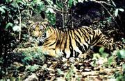 A tiger is shown in the Balahala forest in Thailand in this March
1998 file photo. A leading group of experts foresees a dramatic
increase in the number of tigers over the next century, perhaps 20
times more than at present.