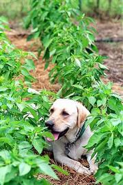 Roscoe is a faithful companion while Mellinger works in her
3,500-square-foot garden south of Clinton Lake.