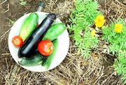 Mellinger enjoys fresh-picked Vegetables like eggplant, zucchini,
cucumber and tomato. Allowed to ripen to their fullest extent
before picking, they're filled with flavor.