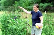 Gwyn Mellinger builds her tomato cages with concrete reinforcing
mesh. The sturdy frames support the vines that produce heavy fruit,
while the 5-inch grid allows access to the ripe fruit.