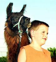 Matt Merritt, 11, enjoys caring for his friend "My Eye Shadow," a
year-old llama, at his parents&squot; llama farm in Lecompton. Matt and
his brother, Ethan, 9, will be showing their llamas Wednesday at
the Douglas County Free Fair&squot;s first llama show.