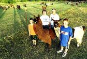 The Merritt family, from left, Ethan, Cindy, Gary and Matt enjoy a
relaxing evening with their llamas this week at their home. Ethan
and Matt will show the animals Wednesday at the Douglas County 4-H
Free Fair's first-ever llama competition.