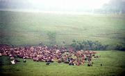 With a light rain falling, a herd of young steers heads through the
lush greenery of the Flint Hills on the way to the cattle pens at
Chase County's Z-Bar Ranch. Born in Mexico and wintered in Texas,
the cattle spent the last 90 days in the Flint Hills. Their next
stop is the feedlots in Greeley, Colo.