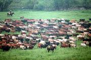 A HERD OF more than 1,200 YOUNG STEERS moves toward the cattle pens
on Chase County&squot;s Z-Bar Ranch after being "gathered" by 11 cowboys.
National Farms caretaker Gene Matile rides in the foreground and
cowboy Ty Wilson is at the left rear. The Z-Bar Ranch is about 5
miles northwest of Strong City.