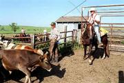 B.J. Matile, left, and Norm Wilson move the cattle through pens
toward the loading chute during sorting at the Z-Bar Ranch.