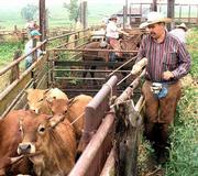 Young steers leave the Flint Hills the same way they arrived,
loaded one at a time. Gene Matile, right, encourages a calf to keep
moving up the ramp. Darwin Bailey is on horseback in the
background.