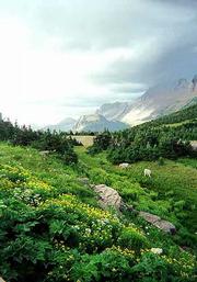 The lush growth around Glacier National Park's Logan Pass provides
a feast for the eyes and food for all sorts of wildlife.