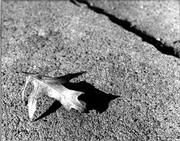 Downward I gape as I am strolling home. An autumn leaf I do
discover positioned there, abandoned, A single, solitary autumn
frond, Without any loving acquaintances in the vicinity. As I pause
there, I whimper for that golden leaf. The tears I shed are not
ordinary. They are empathetic tears Because, when looking At the
solitary leaf, I know. It feels the same way as me. by Jennifer
Porter