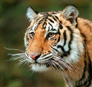 Photographer Rick Sammon used a photo-quality Inkjet printer and
photo-quality, glossy paper to ensure that every whisker is visible
in this tiger photograph.