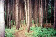 The lush evergreen forests in Vermont were some of the more remote
parts of the Appalachian Trail. At a break in the trees, Scally
said she "could see forever and there weren&squot;t any houses." The
level paths also gave her a much-needed break, making for easier
hiking.