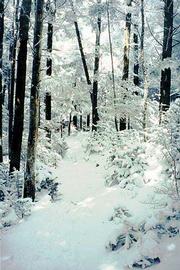 Snow blanketed the Appalachian trail in april as Leslie Scally
climbed Roan Mountain in Tennessee. The late snow made hiking
"really difficult," Scally said, because the trail was slippery and
no other hikers had "broken" the path ahead of her.