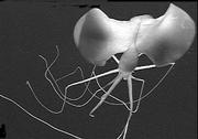 A deep-sea squid in the central Pacific Ocean is captured in this
May 2001 file photo from a deep-sea submersible. The creature has
been sighted in the Pacific, Atlantic and Indian oceans and in the
Gulf of Mexico. The deepest sighting came almost 3 miles below the
surface near the coast of Brazil.