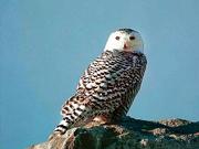 This snowy owl was photographed by Kyle Gerstner, a Lawrence
carpenter and amateur nature photographer, Nov. 17 at Marion
Reservoir near Hillsboro. Adult males are mostly white, but
immatures and females usually have dark bars or speckling on the
back, wings and breast. Gerstner made a special trip to the central
Kansas site after hearing a snowy owl had made a rare stop there.
He spent about 90 minutes following and taking about 40 pictures of
the bird, whose common habitat is the tundra region of northern
Alaska and Canada. For the first time in decades, birdwatchers have
reported six or seven snowy-owl sightings in Kansas, including one
at Clinton Lake.