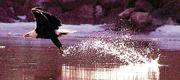 A bald eagle grabs some food on the Kansas River in this 2001 file
photo. Area residents can get an up-close look at both a bald eagle
and a golden eagle on Sunday at the 2002 Kaw Valley Eagles Day at
the Douglas County 4-H Fairgrounds.