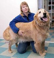 Bear, A male golden retriever at the Lawrence Humane Society, is
one of a growing number of animals that are overweight. He's shown
with Stacy Hoobler, operations manger at the shelter.