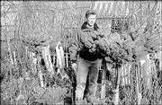 Ann Peuser stands among a new shipment of shrubs at Clinton Parkway
Nursery and Garden Store, 4900 Clinton Parkway. Peuser is chairman
of the 17th annual Lawrence Garden and Home Show, which runs
Friday-Sunday at the Douglas County 4-H Fairgrounds.
