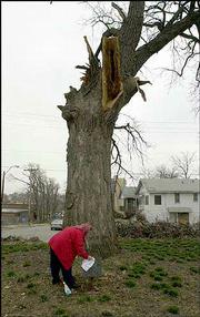 Betty Dawson cleans a historical marker in front of the Westport
Oak tree in Kansas City, Mo. The worst ice storm in the city&squot;s
history tore down trees all over eastern Kansas and northwestern
Missouri. The casualties included two "Bicentennial Trees,"
designated as such in 1976 because they were believed to be at
least 200 years old.